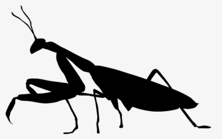 Grasshopper Silhouette Transparent, HD Png Download, Free Download