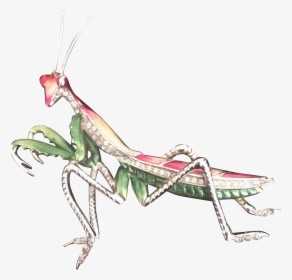 Preying Or Praying Mantis, Whichever Way You Spell - Mantidae, HD Png Download, Free Download