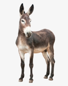 Donkey Png, Transparent Png, Free Download