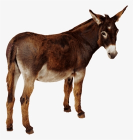 Donkey Png, Transparent Png, Free Download