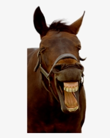 Horse - Horse With A Smile, HD Png Download, Free Download