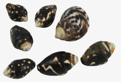 Dove Collumbella Craft Seashells, HD Png Download, Free Download
