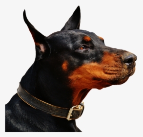 Doberman Png 7 » Png Image - Hom Security Best Dog, Transparent Png, Free Download