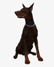 Dog, Doberman, Animal, Guard - Perro Doberman Png, Transparent Png, Free Download