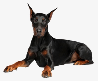 Doberman Fondo Blanco Niña, HD Png Download, Free Download