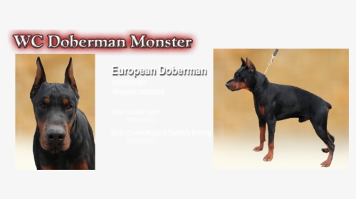 Dobermann, HD Png Download, Free Download