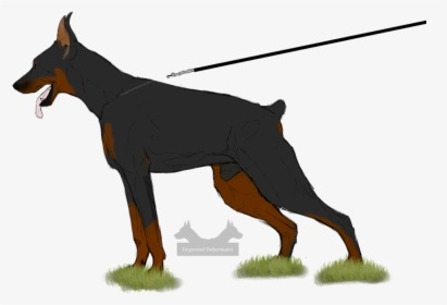 Collection Of Free Doberman Drawing Front Download - Dobermann, HD Png Download, Free Download