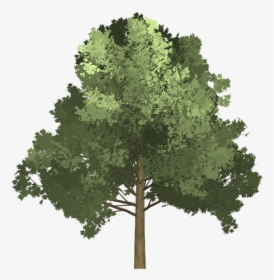 Maple, Tree, Painted Tree, Green, Nature - Tree Illustration Png, Transparent Png, Free Download