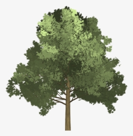 Tree Illustration Png Images Free Transparent Tree Illustration Download Kindpng