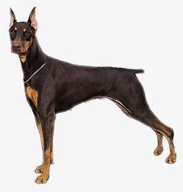 #doberman #dog - Doberman Pinscher, HD Png Download, Free Download