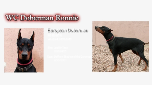 Dobermann, HD Png Download, Free Download