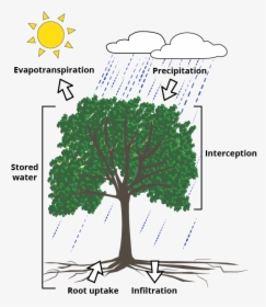 An Illustration Showing How Trees Manage Stormwater - Plant Interception, HD Png Download, Free Download