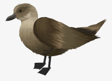 Seabird, HD Png Download, Free Download