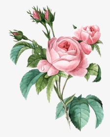 Pink Botany Flower Damask Rose Illustration Poster - Rosa Centifolia, HD Png Download, Free Download