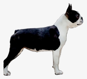 Boston Terrier Toy Bulldog Dog Breed Companion Dog - Boston Terrier, HD Png Download, Free Download
