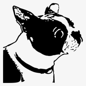 Dog, Boston Terrier, Animal, Canine, Adorable, Line - Dog, HD Png Download, Free Download
