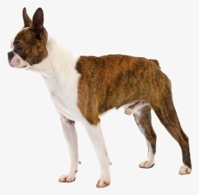 Boston Terrier Puppy Raincoat Pet Dog Breed - Terrier, HD Png Download, Free Download