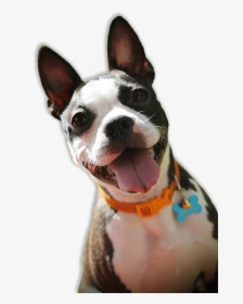 Boston Terrier Rescue Florida, HD Png Download, Free Download