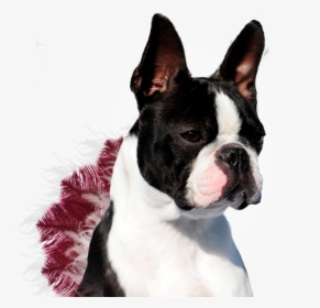 Boston Terrier Finished Champion 2018, HD Png Download, Free Download