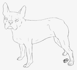 Boston Terrier Coloring Page - Line Art, HD Png Download, Free Download