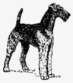 Schnauzer,lakeland Terrier,miniature Schnauzer - Airedale Clipart, HD Png Download, Free Download