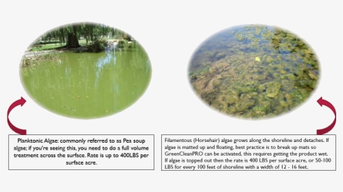 Transparent Algae Png - Reflection, Png Download, Free Download