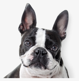 French Bulldog , Png Download - Boston Terrier Nose, Transparent Png, Free Download