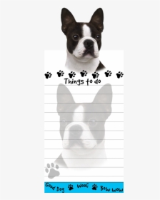 Boston Terrier - Dog, HD Png Download, Free Download