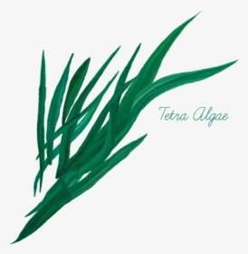 Tetra Algae - Grass, HD Png Download, Free Download