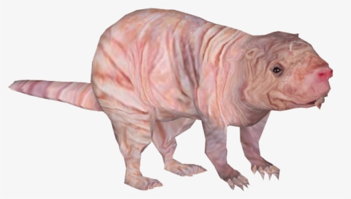 Naked Mole - Naked Mole Rat No Background, HD Png Download, Free Download