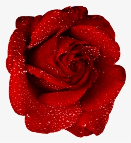 Red Rose With Dew Clipart - Red Rose Gif Png, Transparent Png, Free Download