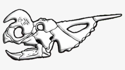 Einiosaurus Skull Diagram - Sketch, HD Png Download, Free Download