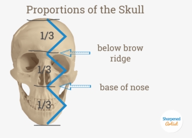 Skull Proportions - Proportions Of The Skull, HD Png Download, Free Download