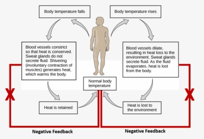 Diagram Of Body Temperature Regulation, HD Png Download, Free Download