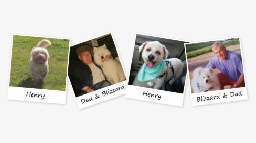 Dog Walking Medford Ma - Companion Dog, HD Png Download, Free Download