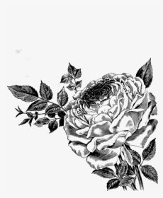 Drawing Of Roses Vector Clipart - Rose Vector Png Free Download, Transparent Png, Free Download