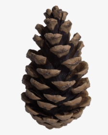 Cone, Pine, Pine Cone, Tree - Cone Tree Png, Transparent Png, Free Download