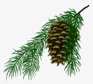 Pine Cone - Oregon Pine, HD Png Download, Free Download