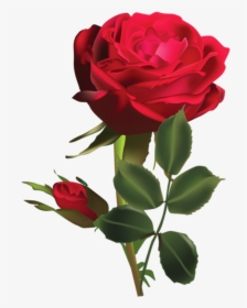 Rosa Roja Png - Whatsapp Dp Rose Beautiful, Transparent Png, Free Download