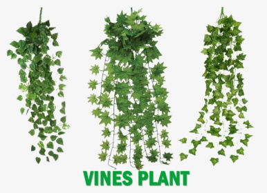 Untitled-1 Copy - Vines Plants, HD Png Download, Free Download