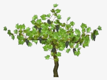 3d Trees - Vine - Acca Software - Grape Plant Png, Transparent Png, Free Download