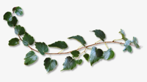 #plant #vine #green #freetoedit - Twig, HD Png Download, Free Download