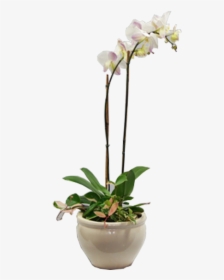 Orchid Putih, HD Png Download, Free Download