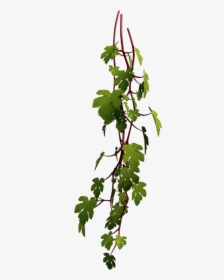 #vine #plant #leaf #nature @kl-ho - Foliage Render, HD Png Download, Free Download