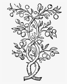 Thumb Image - Outline Of Orange Tree, HD Png Download, Free Download
