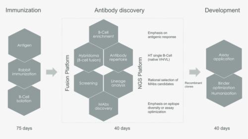 B Cells Sequencing Antibody Discovery, HD Png Download, Free Download