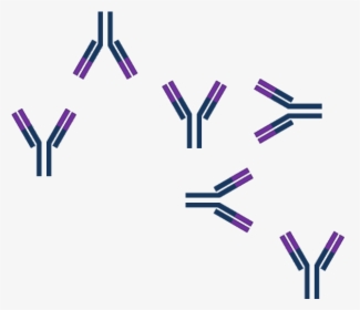 Model Of Antibody Or Antigen Excess - Antigen Antibody Png, Transparent Png, Free Download