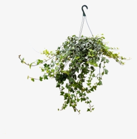 8in Ivy Hanging - Hanging Tree Png, Transparent Png, Free Download