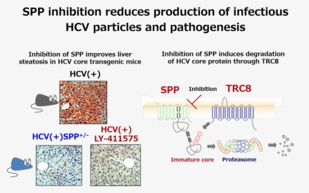 Discovery Of New Hepatitis C Virus Mechanism - Hep C Mechanism Of Infection, HD Png Download, Free Download