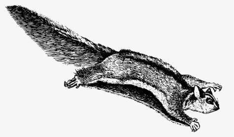 Reptile,monochrome Photography,carnivoran - Flying Squirrel Clip Art, HD Png Download, Free Download